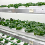 Nobles Cooperative Electric Producing Living Green The Globe News